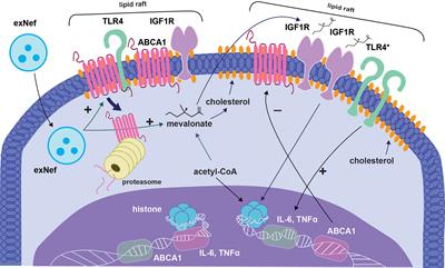 Trained Immunity and HIV Infection